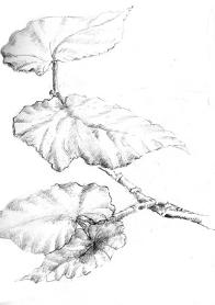 botanicalillustration