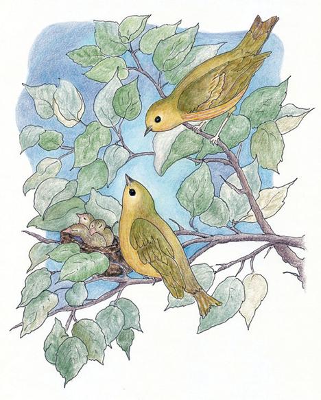 Coloredpencilillustration